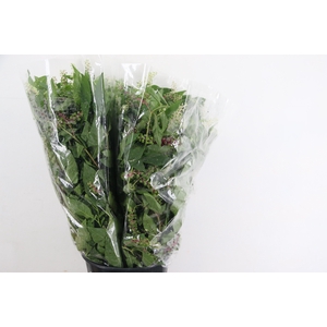 PHYTOLACCA AMERICANA 400GR