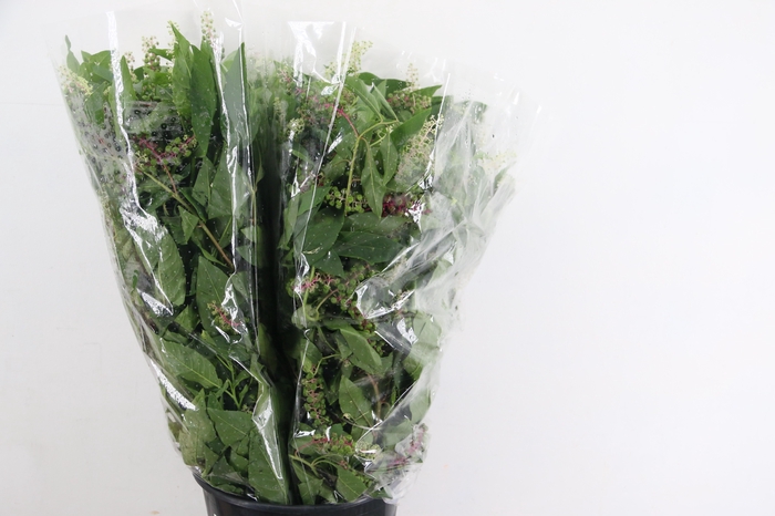 <h4>PHYTOLACCA AMERICANA 400GR</h4>