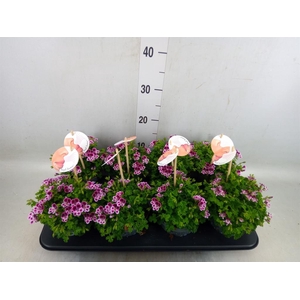 Pelargonium gran.   ..