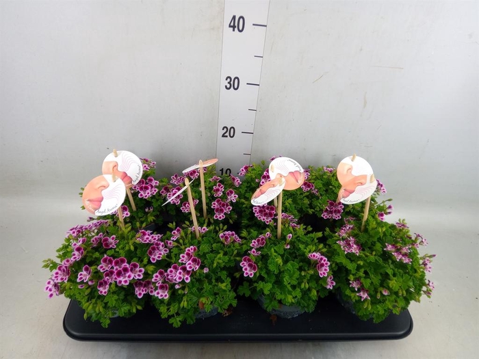 <h4>Pelargonium gran.   ..</h4>