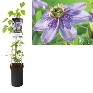 Clematis 'Blue Light' PBR +light label