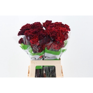 Di St Tinted DarkDream