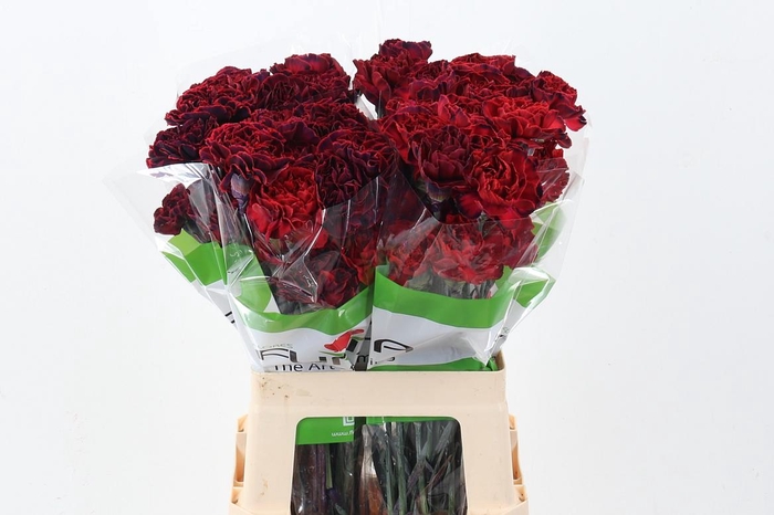 <h4>Di St Tinted DarkDream</h4>