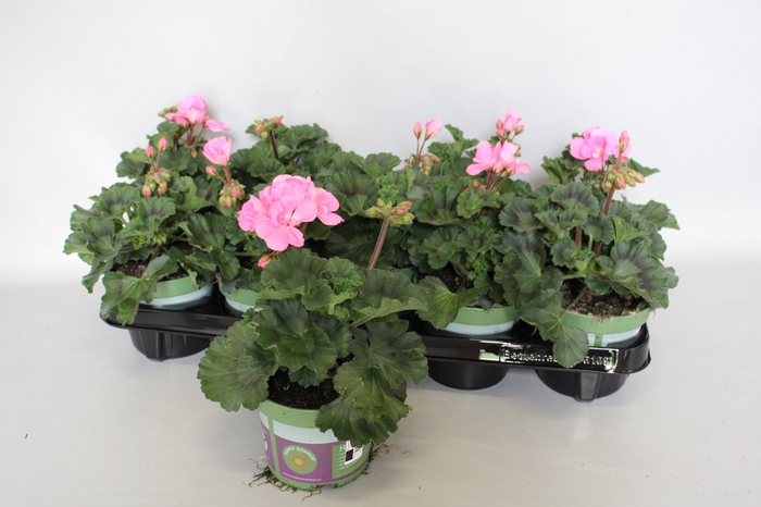 <h4>Pelargonium zonale Anne (Pink Rose)</h4>