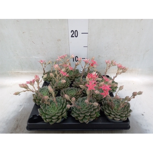 Graptopetalum tacitus   ...bloeiend
