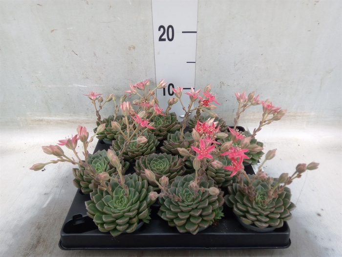 <h4>Graptopetalum tacitus   ...bloeiend</h4>