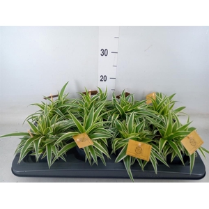 Chlorophytum com. 'Ocean'