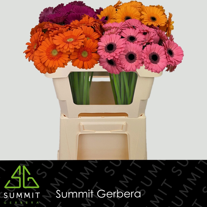 <h4>GE MI MIXED REBEL</h4>