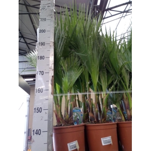 Washingtonia filifera