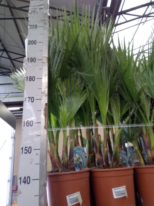 <h4>Washingtonia filifera</h4>