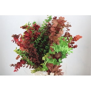 Euca Cinerea Harelquino Mix 200gr P Bunch