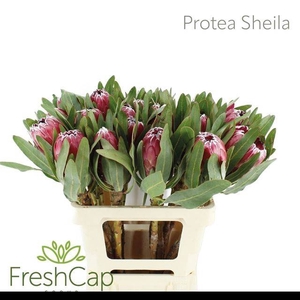 PROTEA SHEILA