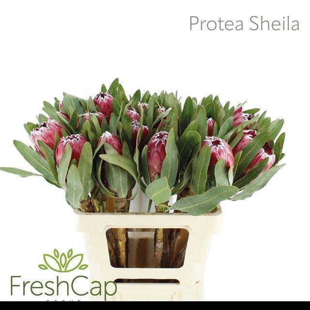<h4>PROTEA SHEILA</h4>