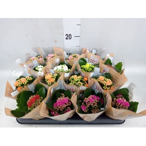 Kalanchoe blos. 'Rosalina'  ..mix 6