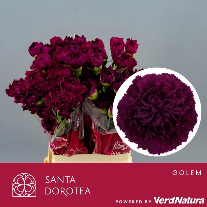 <h4>DI ST Golem SEL</h4>