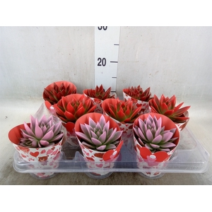 Echeveria  'Miranda'