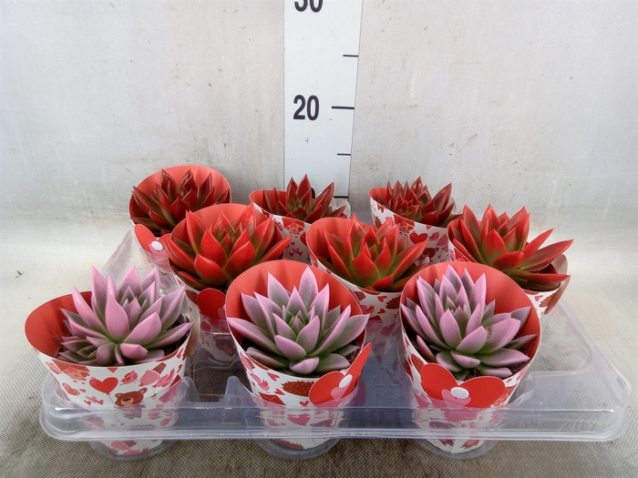 <h4>Echeveria  'Miranda'</h4>