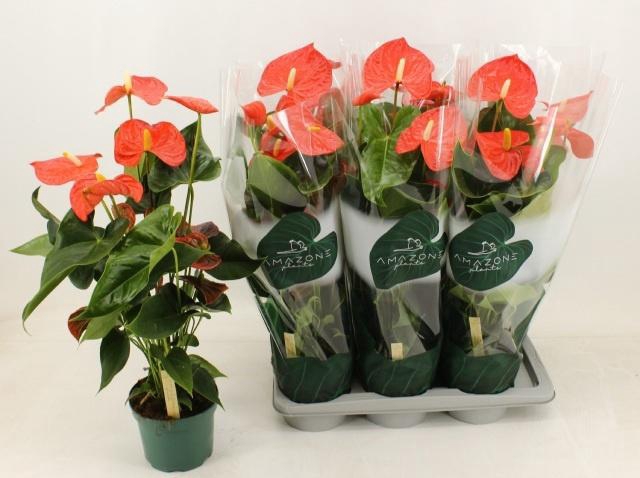 <h4>ANTHU AN FLORIDA</h4>