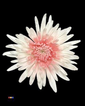 <h4>Chr G Ana White + Light Pink</h4>