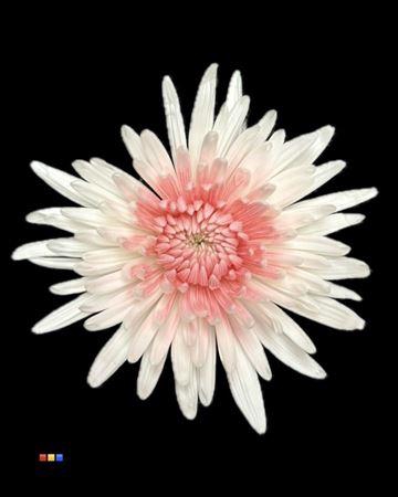 <h4>Chr G Ana White + Light Pink</h4>