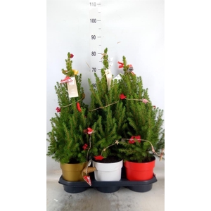 Picea glauca 'December'