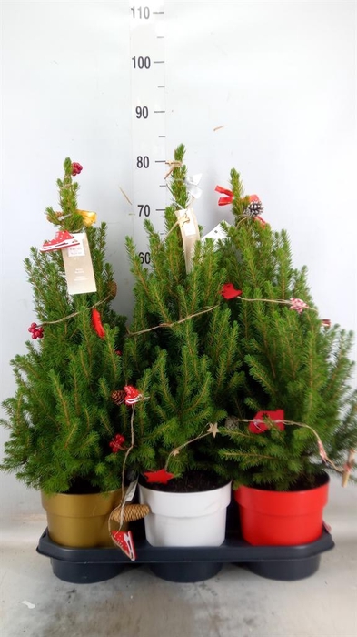 <h4>Picea glauca 'December'</h4>