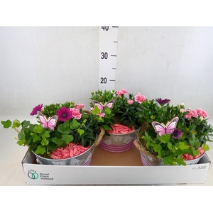 Arr.   Tuinplanten L%