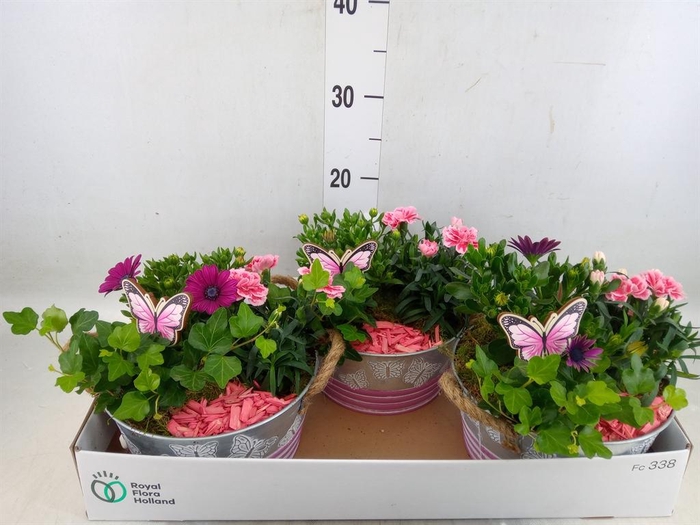 <h4>Arr.   Tuinplanten L%</h4>