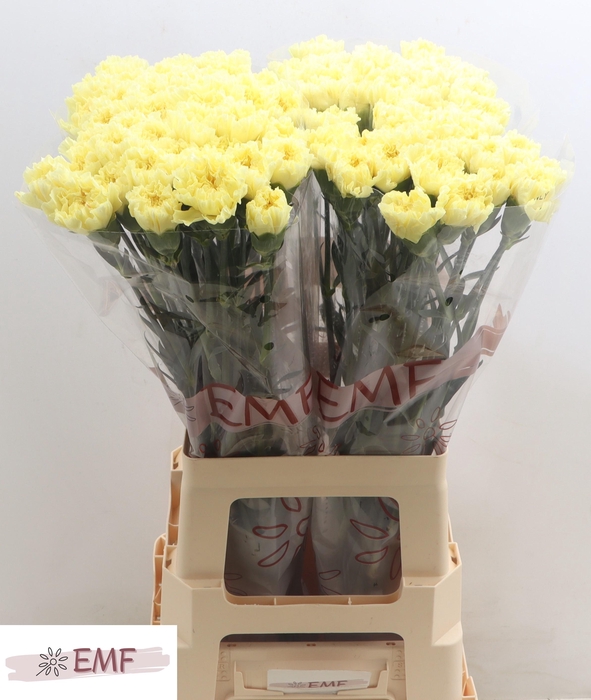 <h4>DI ST HERMES</h4>