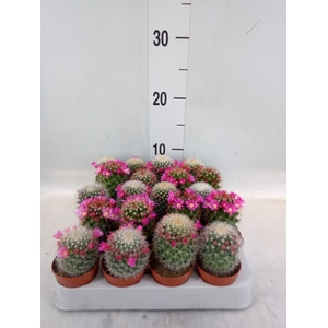 Cactus   ...flowering mix