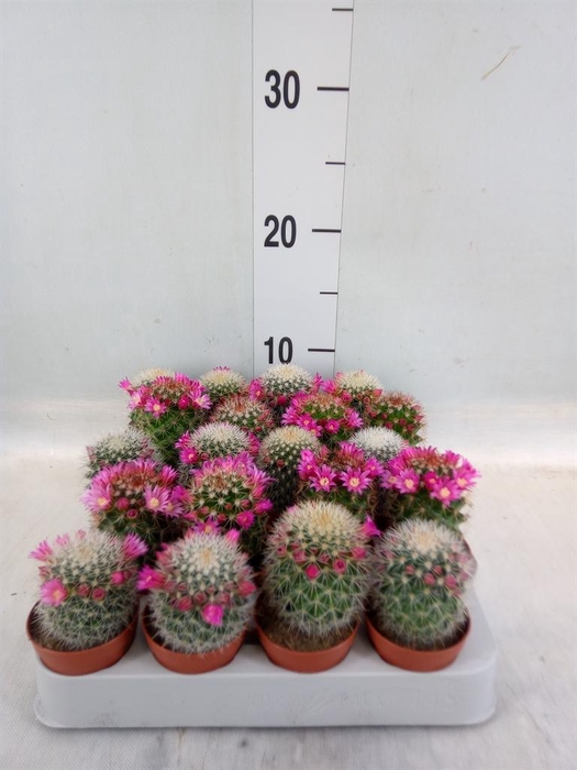 <h4>Cactus ...flowering mix</h4>