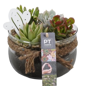PTSU8421 Arrangementen succulenten