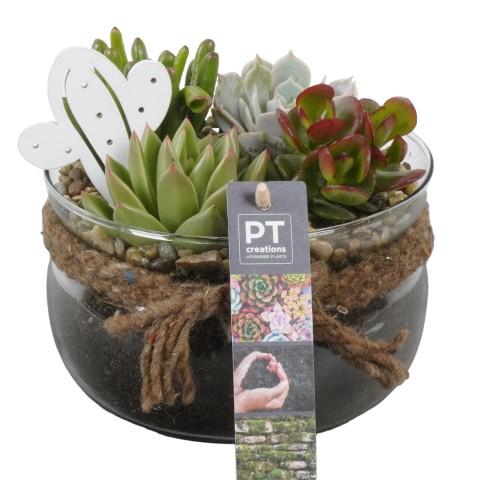 <h4>PTSU8421 Arrangementen succulenten</h4>