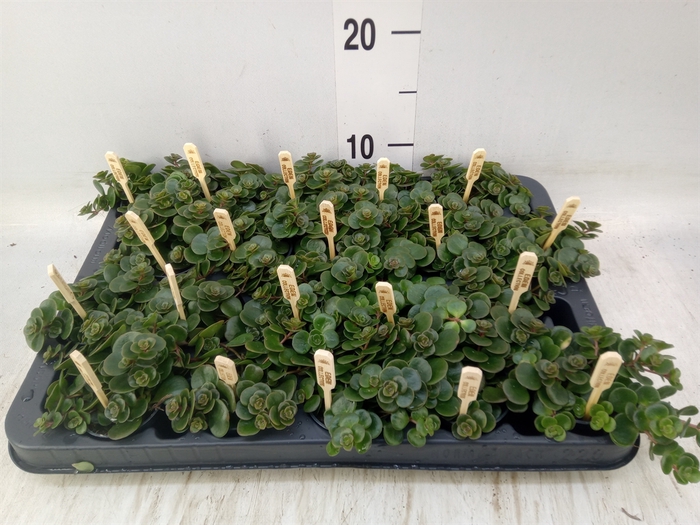 <h4>Sedum makinoi 'Tornado'</h4>