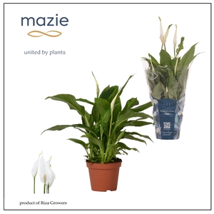 Spathiphyllum 9 cm Chopin Mazie