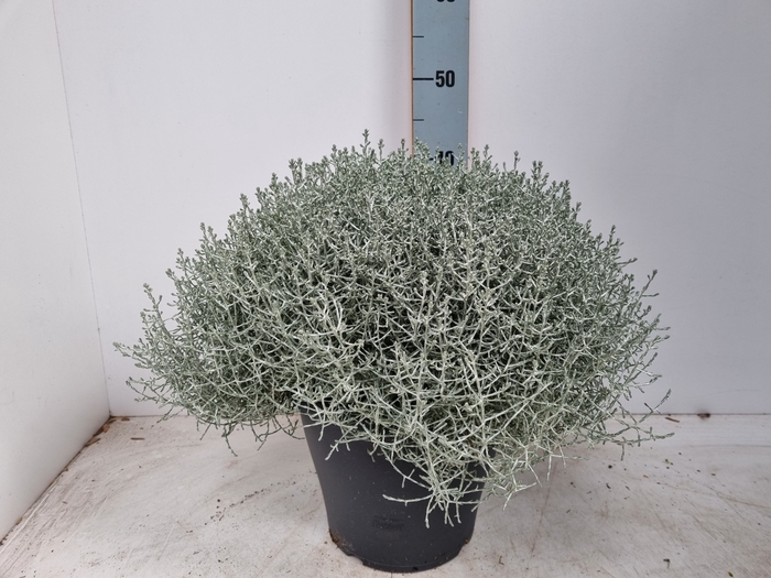 <h4>.Calocephalus brownii</h4>