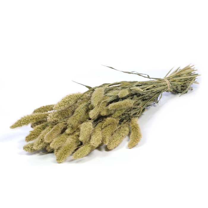 <h4>Setarea Natural Green</h4>
