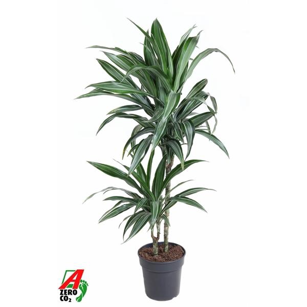 Dracaena fragrans Deremensis Grp Ulises