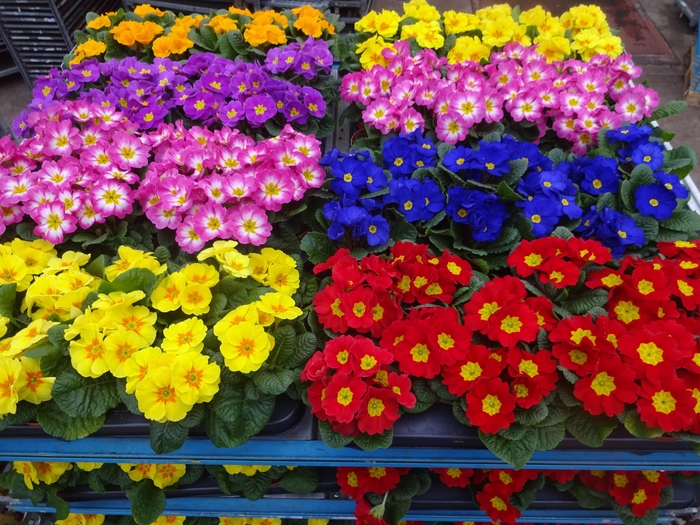 <h4>PRIM AC MIXK</h4>