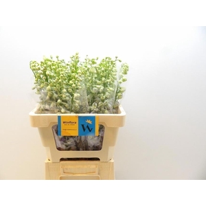 DELPH DU MAG F LAVEN