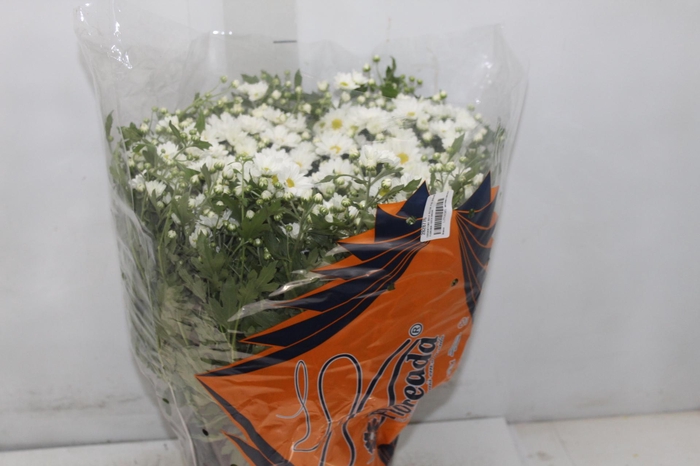 <h4>CRISANTEMO BOLA BELGA P20 BRANCO</h4>