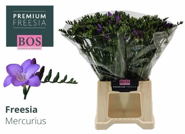 <h4>FR EN MERCURIUS</h4>