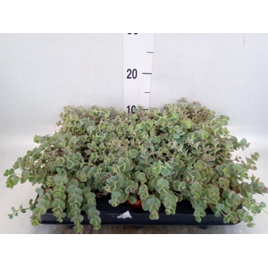 Sedum sieboldii
