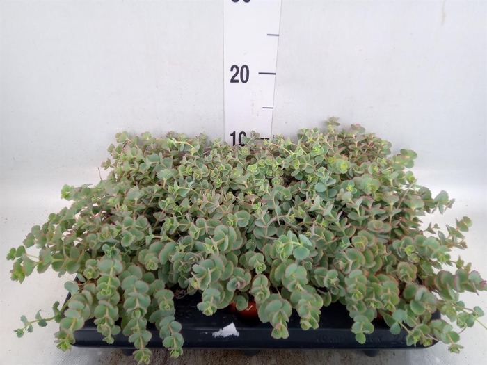 <h4>Sedum sieboldii</h4>