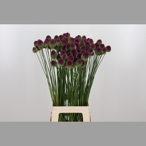 Allium Sphaerocephal (kogel)