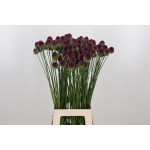 Allium Sphaerocephal (kogel)