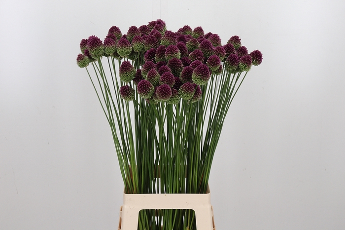 <h4>Allium Sphaerocephal (kogel)</h4>