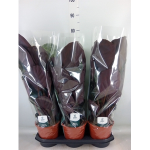 Calathea  'Medallion'