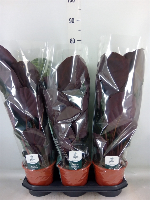 <h4>Calathea  'Medallion'</h4>