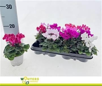 <h4>CYCL KL OVERIG</h4>